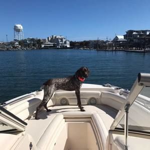 Meet your Posher, Marty